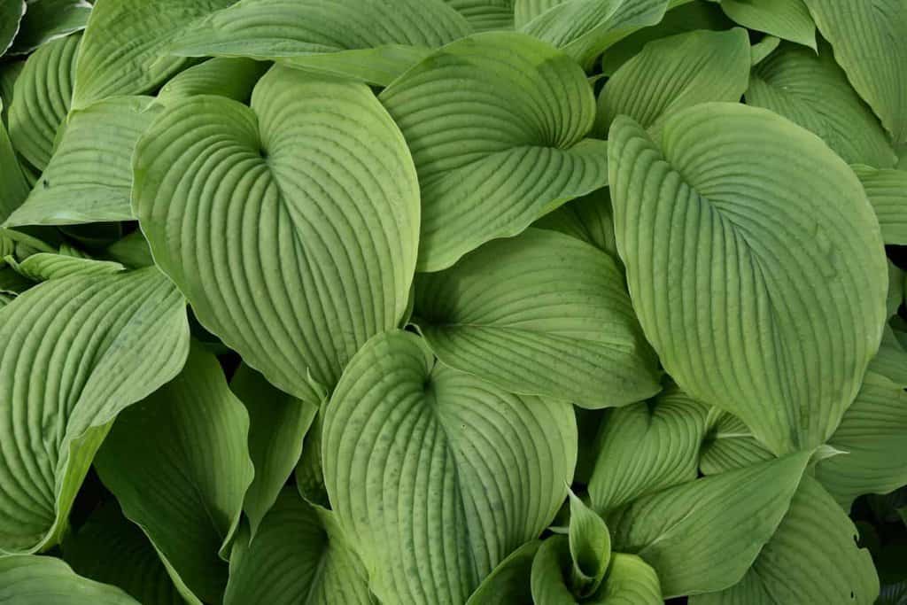 Hosta 'Frances Williams' ---